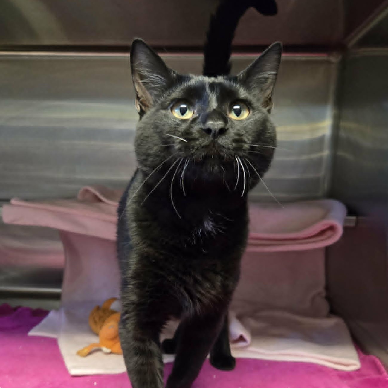 Enlarge Finley (At Petco), an adopted Domestic Short Hair in Watertown, WI image 2/2