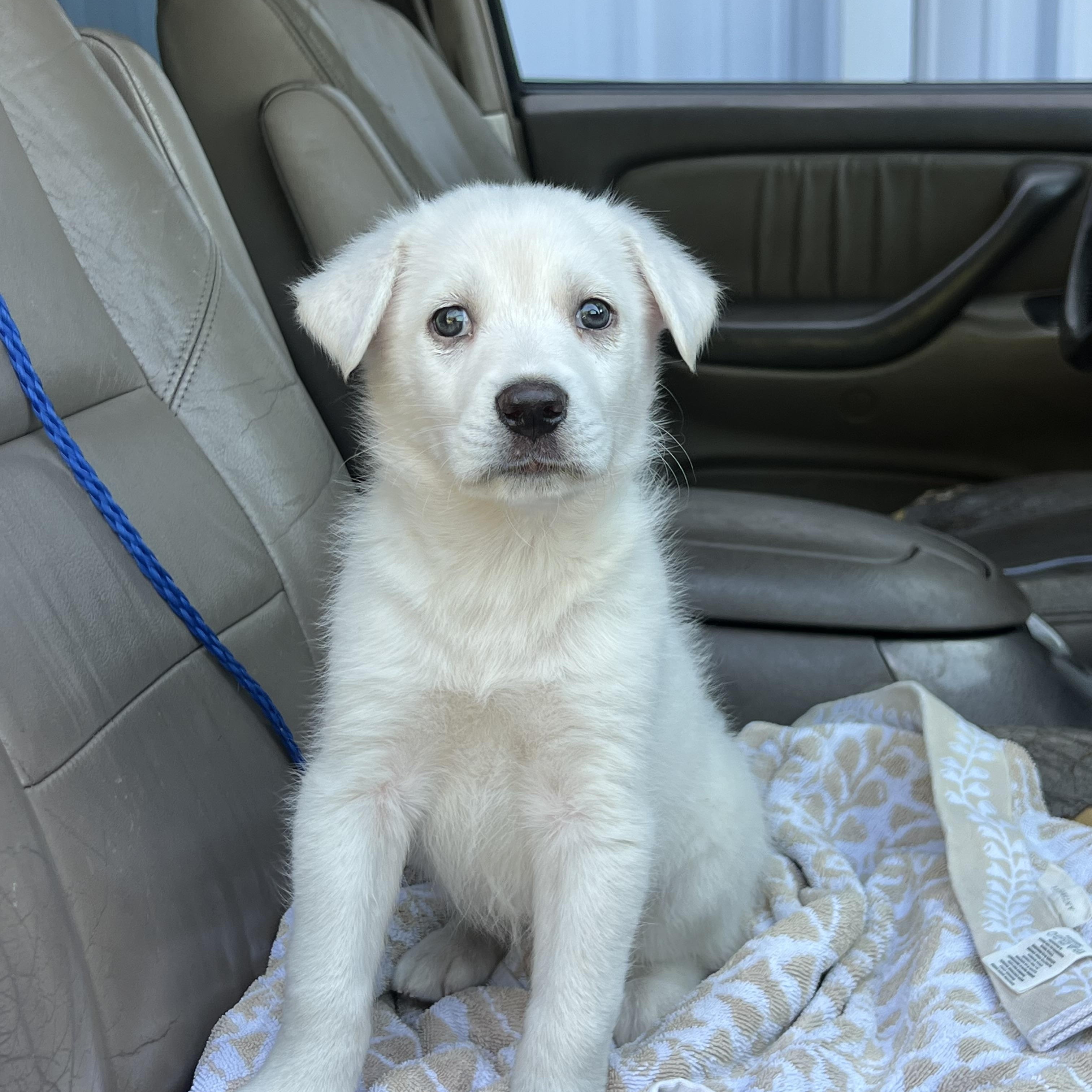 Enlarge Luke, a ADOPTABLE mixed breed in Mt Pleasant, SC image 5/6