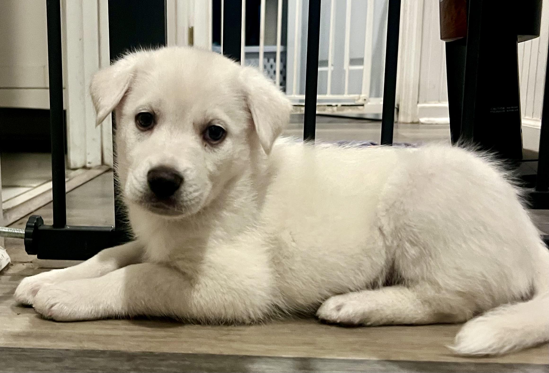 Enlarge Luke, a ADOPTABLE mixed breed in Mt Pleasant, SC image 6/6