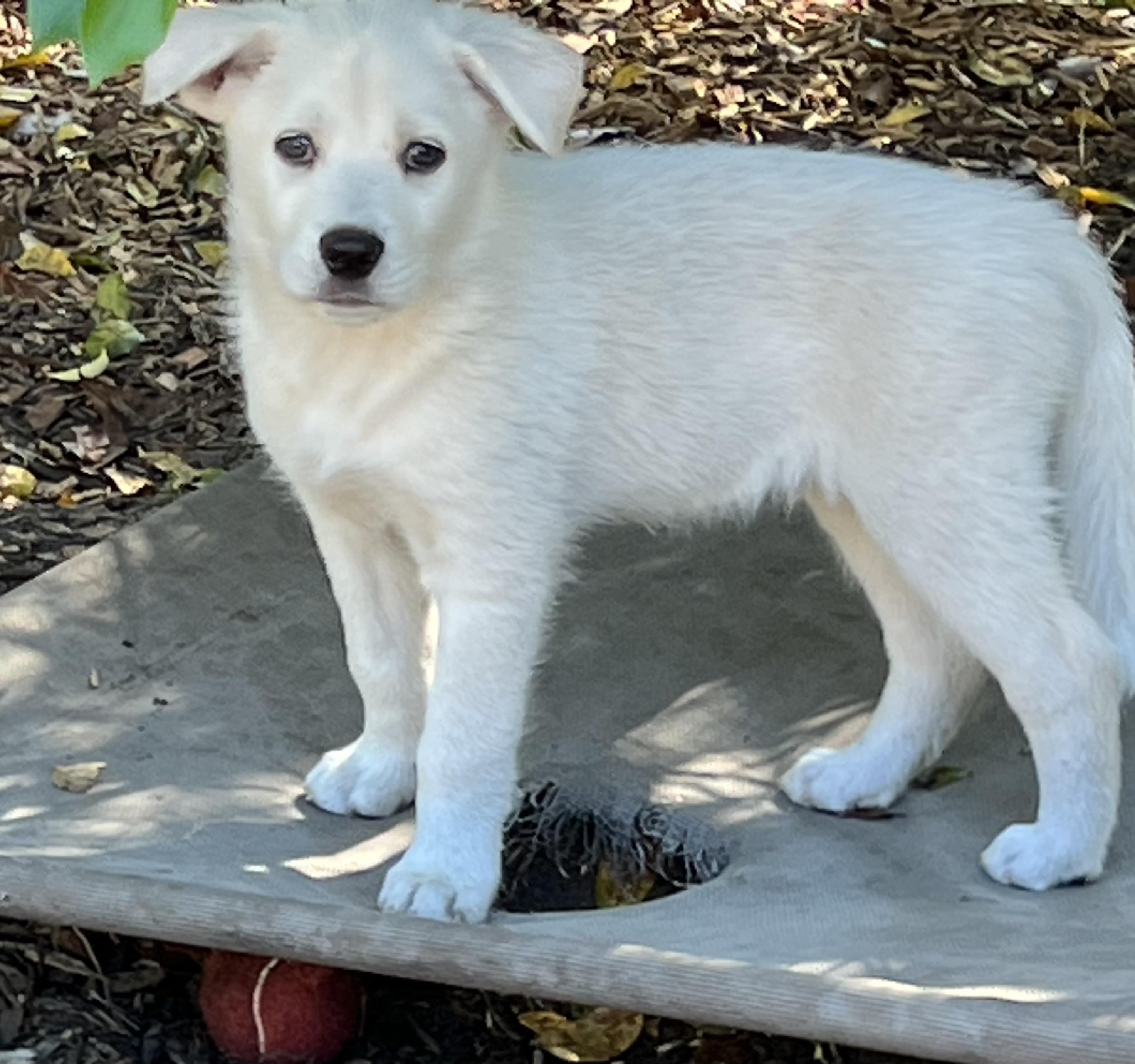 Enlarge Luke, a ADOPTABLE mixed breed in Mt Pleasant, SC image 1/6