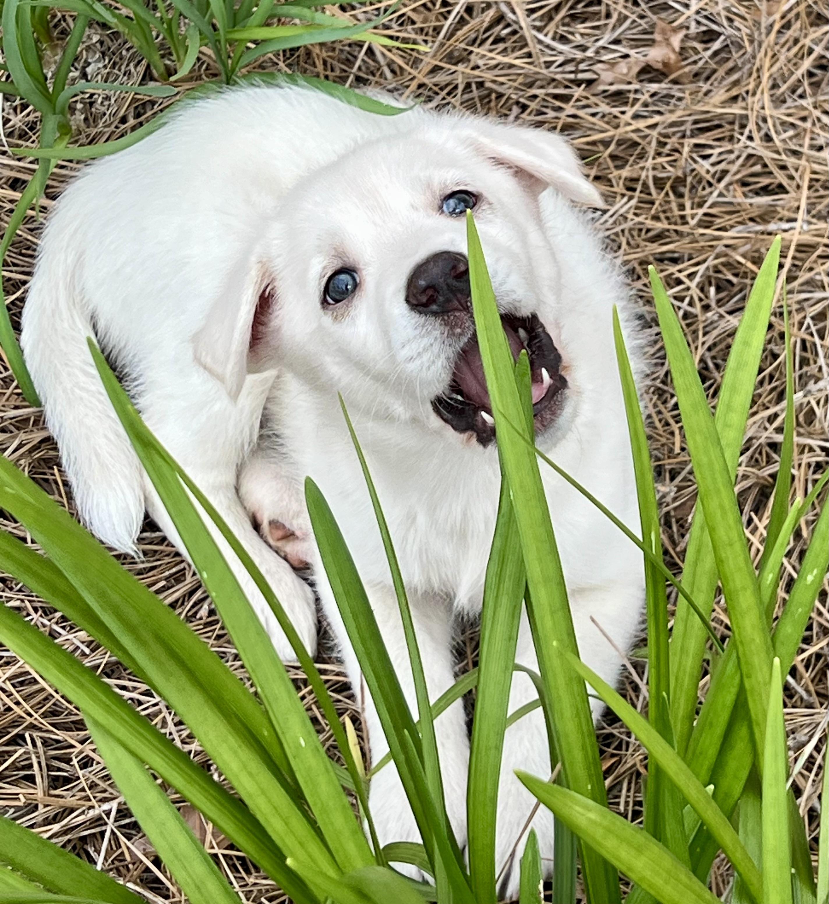 Enlarge Luke, a ADOPTABLE mixed breed in Mt Pleasant, SC image 2/6