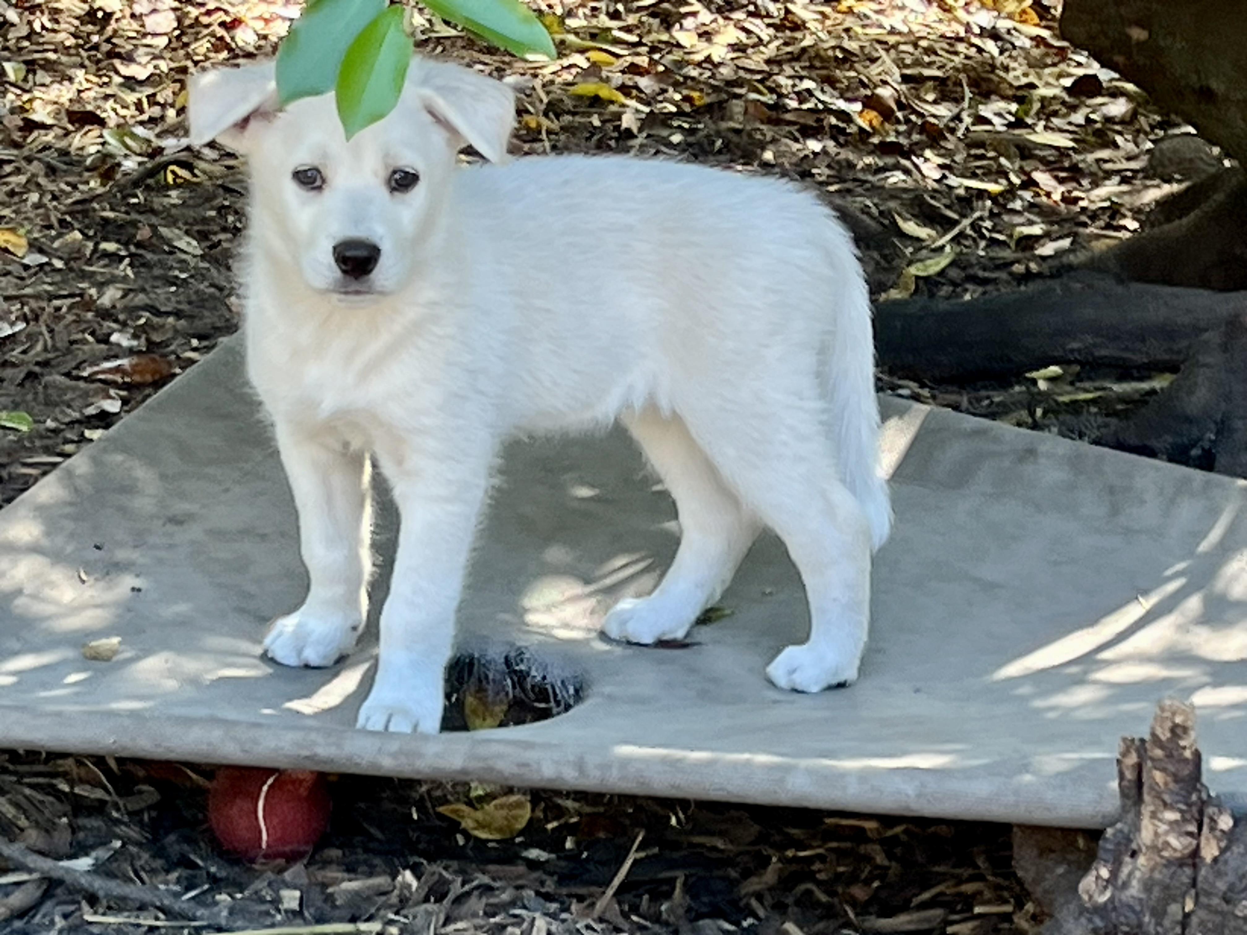 Enlarge Luke, a ADOPTABLE mixed breed in Mt Pleasant, SC image 3/6