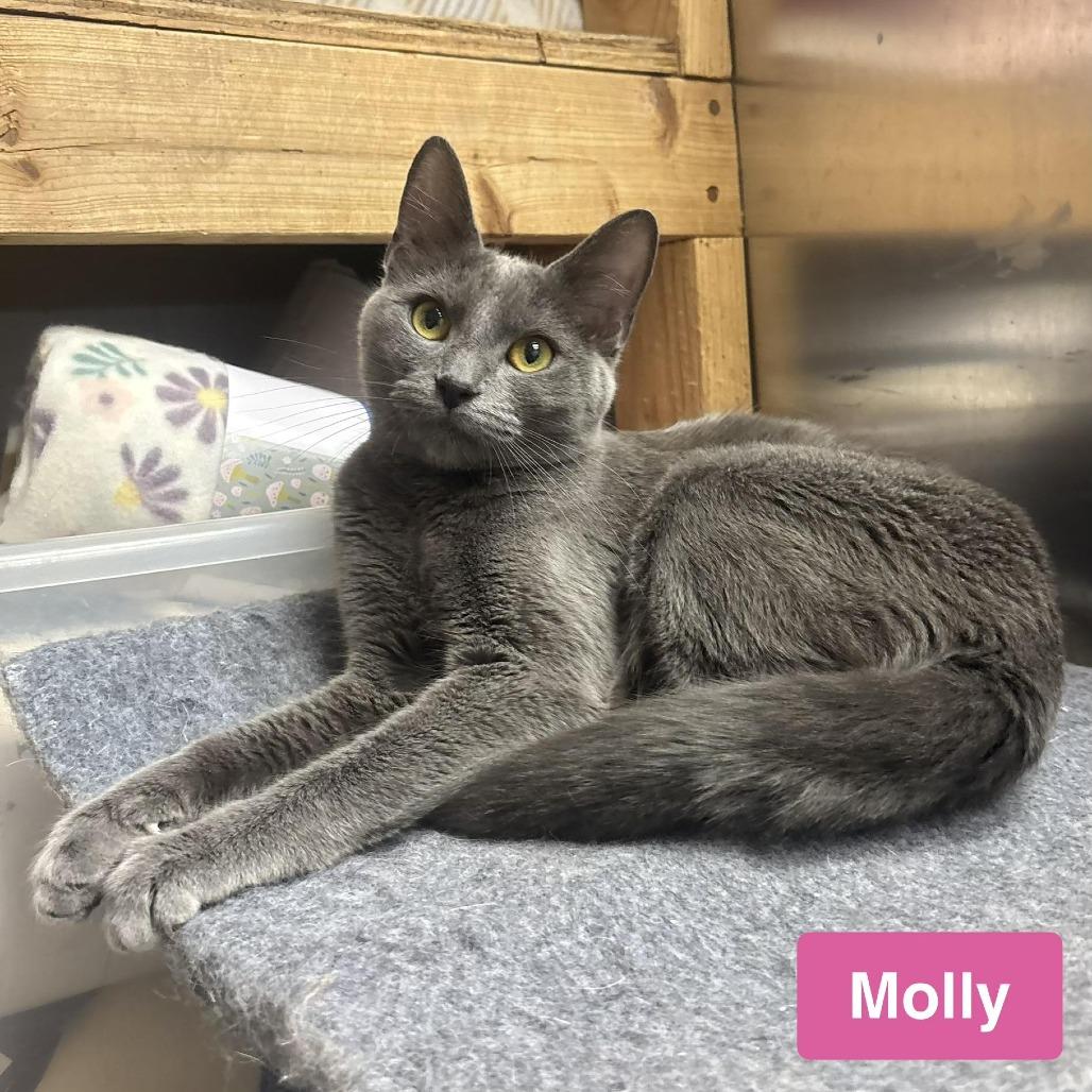 Molly, Adoptable, Young Female Domestic Short Hair.