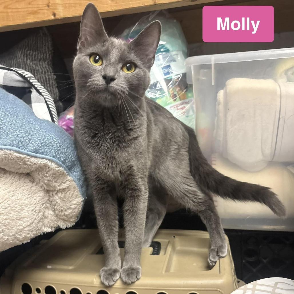 Molly, a Adoptable Domestic Short Hair in Waynesburg, PA image 2/4