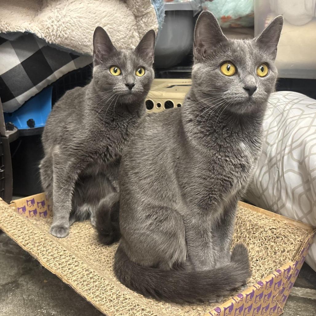 Enlarge Molly, a Adoptable Domestic Short Hair in Waynesburg, PA image 4/4