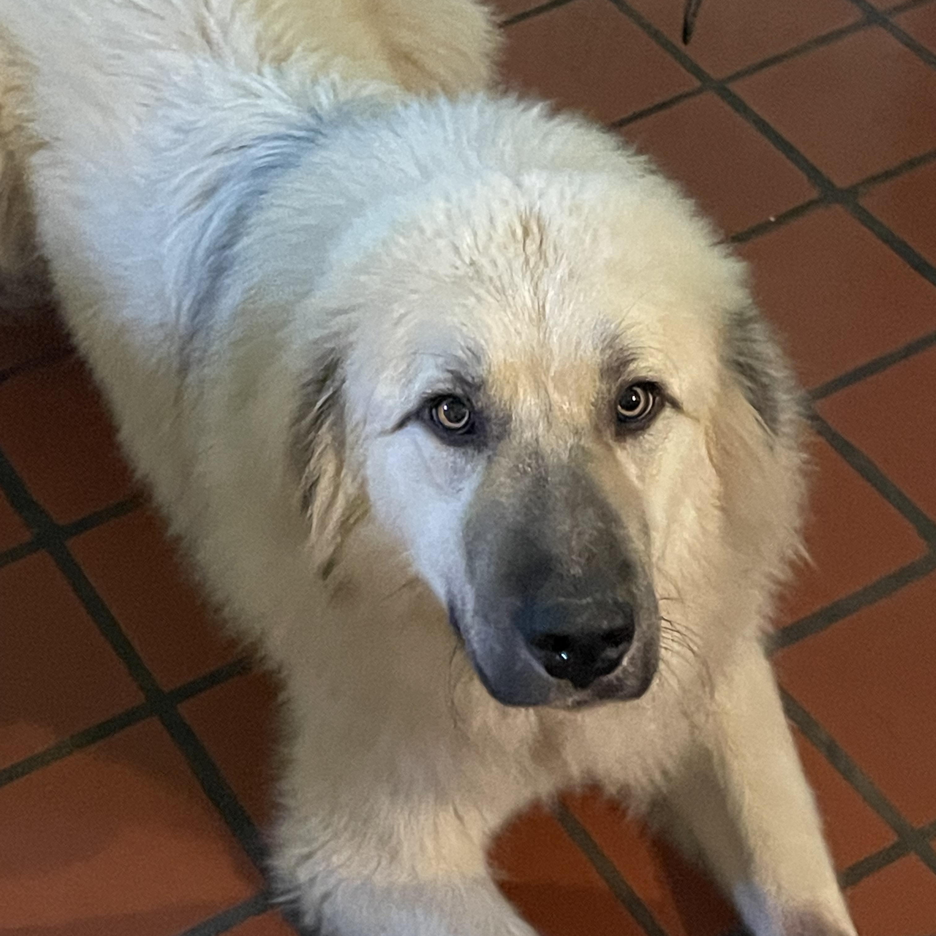 Brodie, Adoptable, Young Male Anatolian Shepherd & Great Pyrenees.