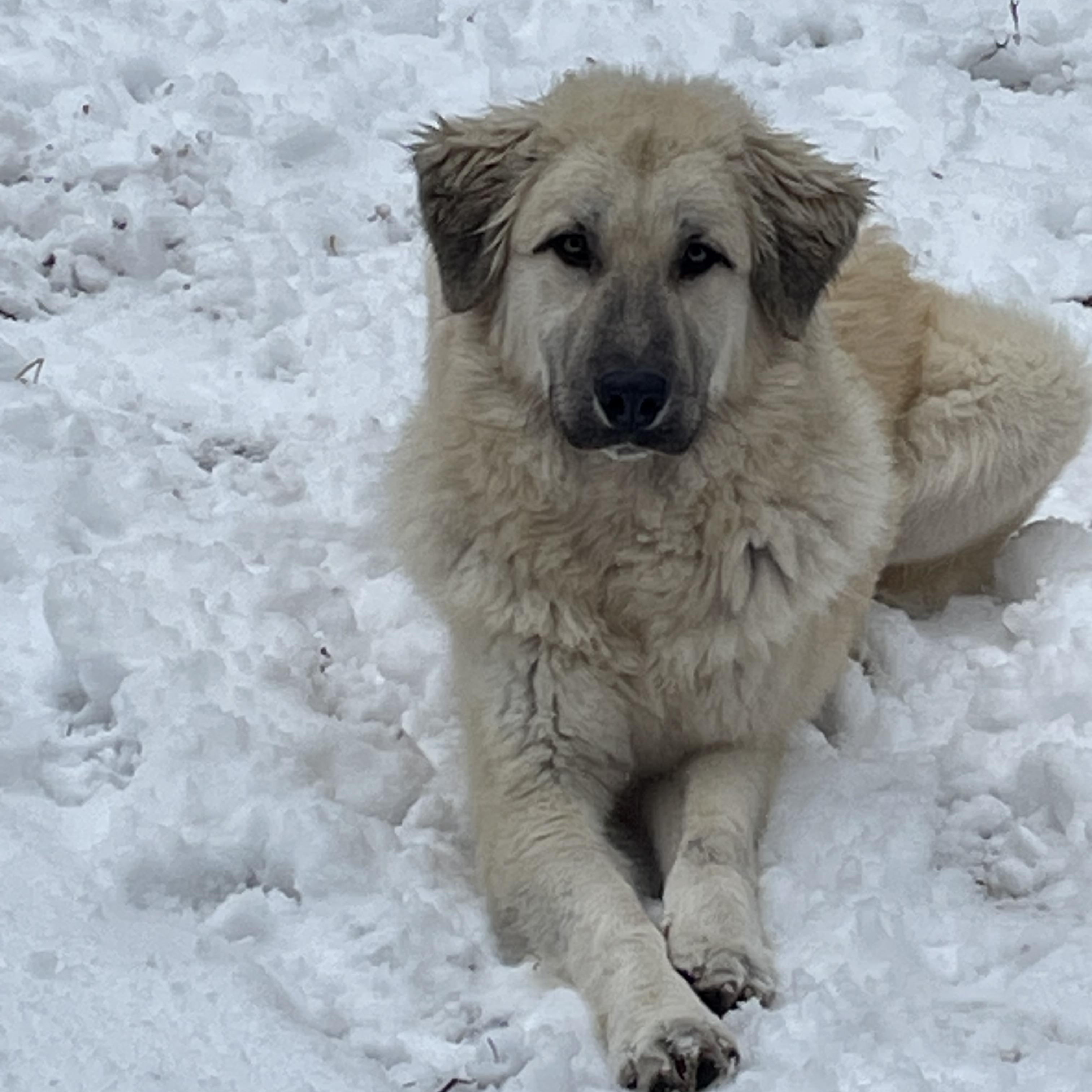 Brodie, a Adoptable mixed breed in South Pittsburg, TN image 2/5