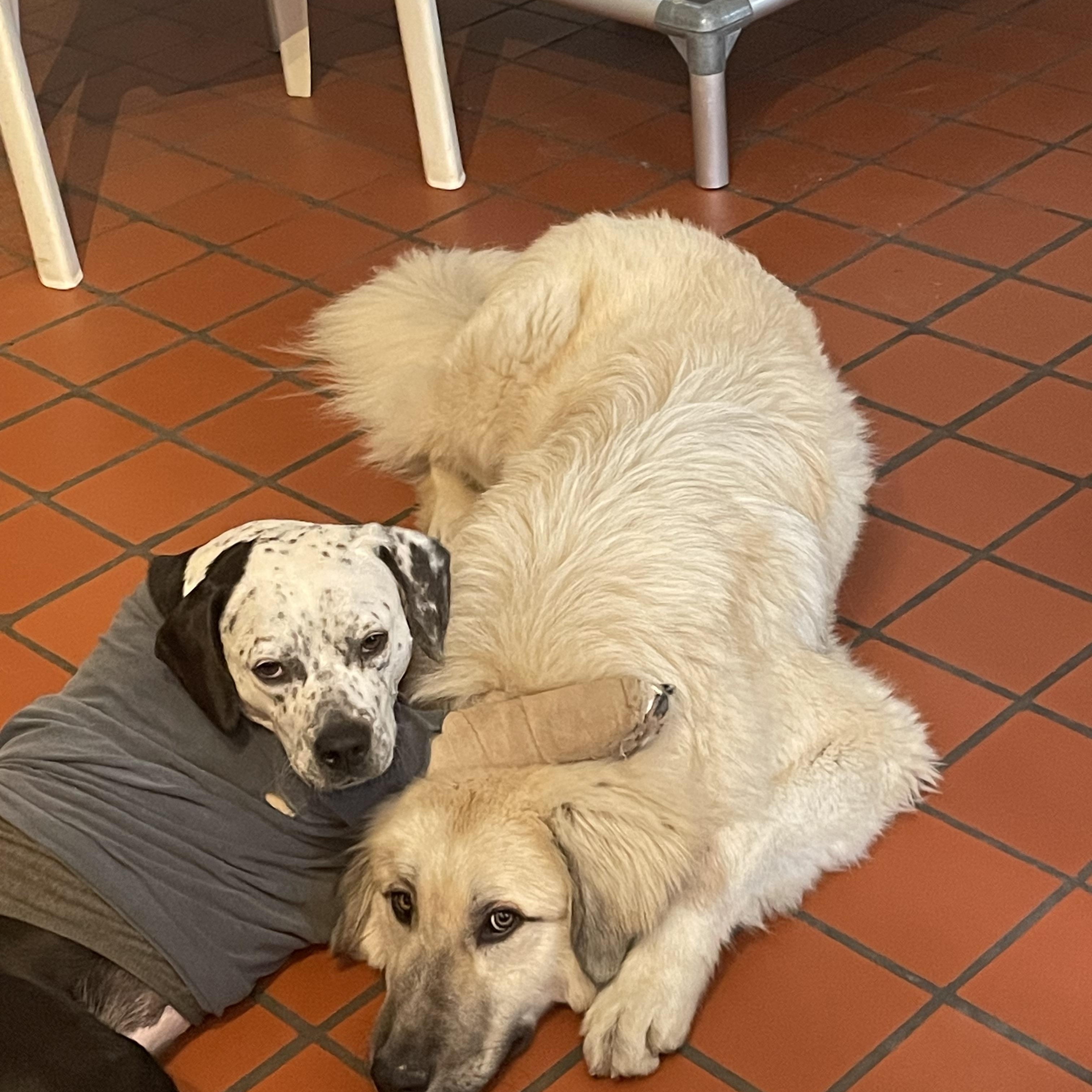 Brodie, a Adoptable mixed breed in South Pittsburg, TN image 3/5