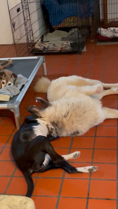 Enlarge Brodie, a Adoptable mixed breed in South Pittsburg, TN video 4/5