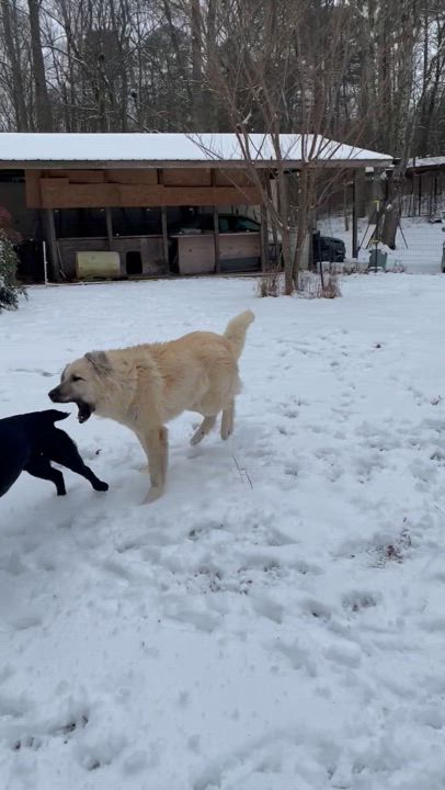 Enlarge Brodie, a Adoptable mixed breed in South Pittsburg, TN video 5/5