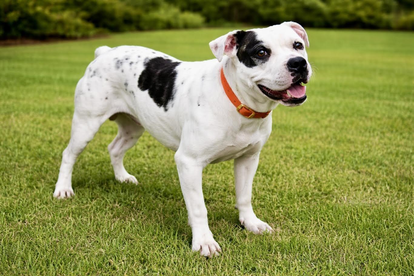 Momma, Adoptable, Adult Female Pit Bull Terrier.