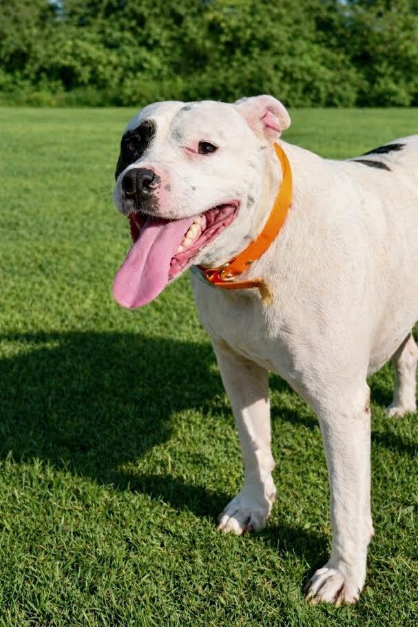 Enlarge Momma, a Adoptable Pit Bull Terrier in Maryville, TN image 2/4
