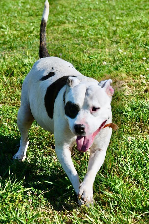 Enlarge Momma, a Adoptable Pit Bull Terrier in Maryville, TN image 3/4