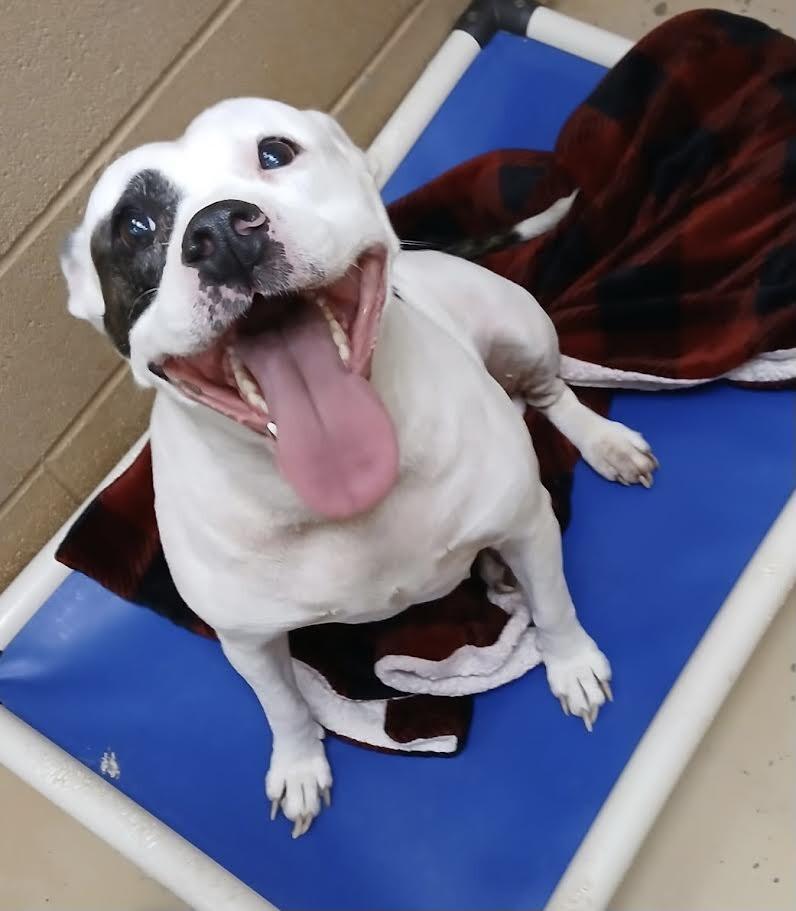 Enlarge Momma, a Adoptable Pit Bull Terrier in Maryville, TN image 4/4