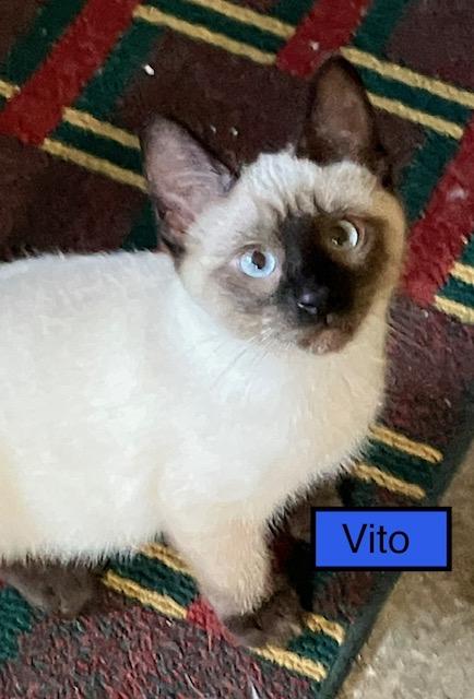 Vito, adopted, Kitten Male Siamese.