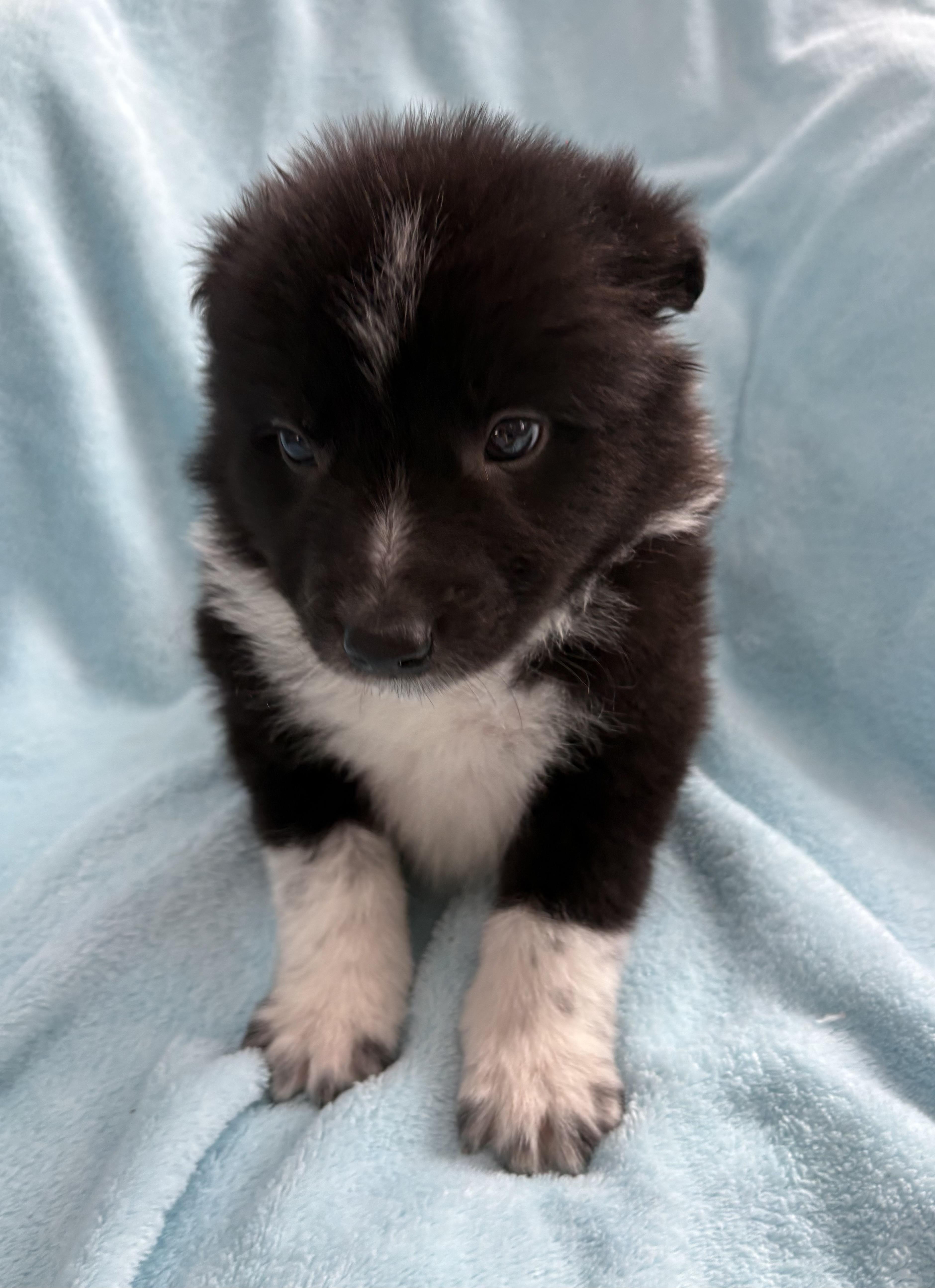 Mabel, ADOPTABLE, Puppy Female Border Collie.