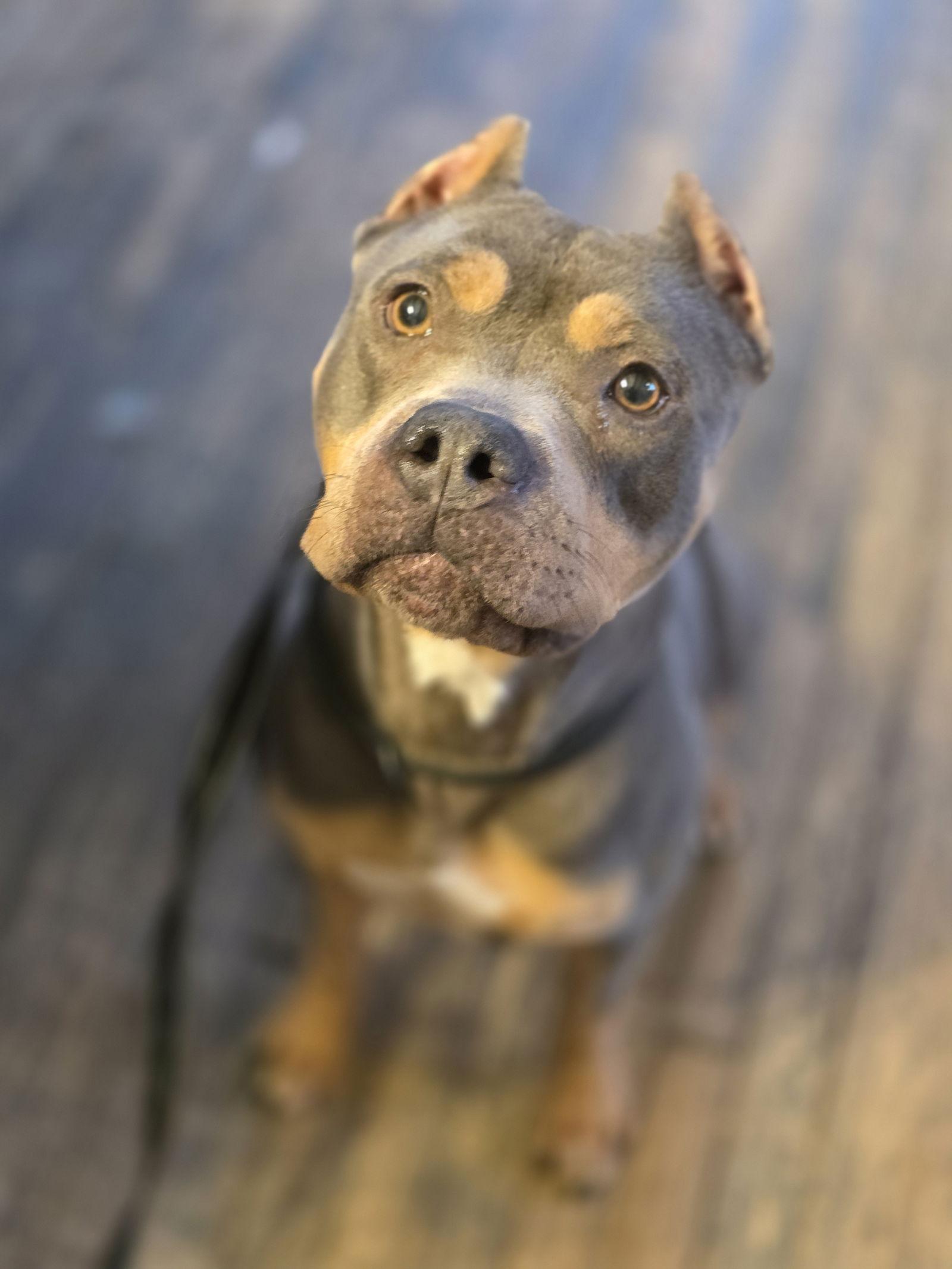 Noel, Adoptable, Adult Female Pit Bull Terrier.