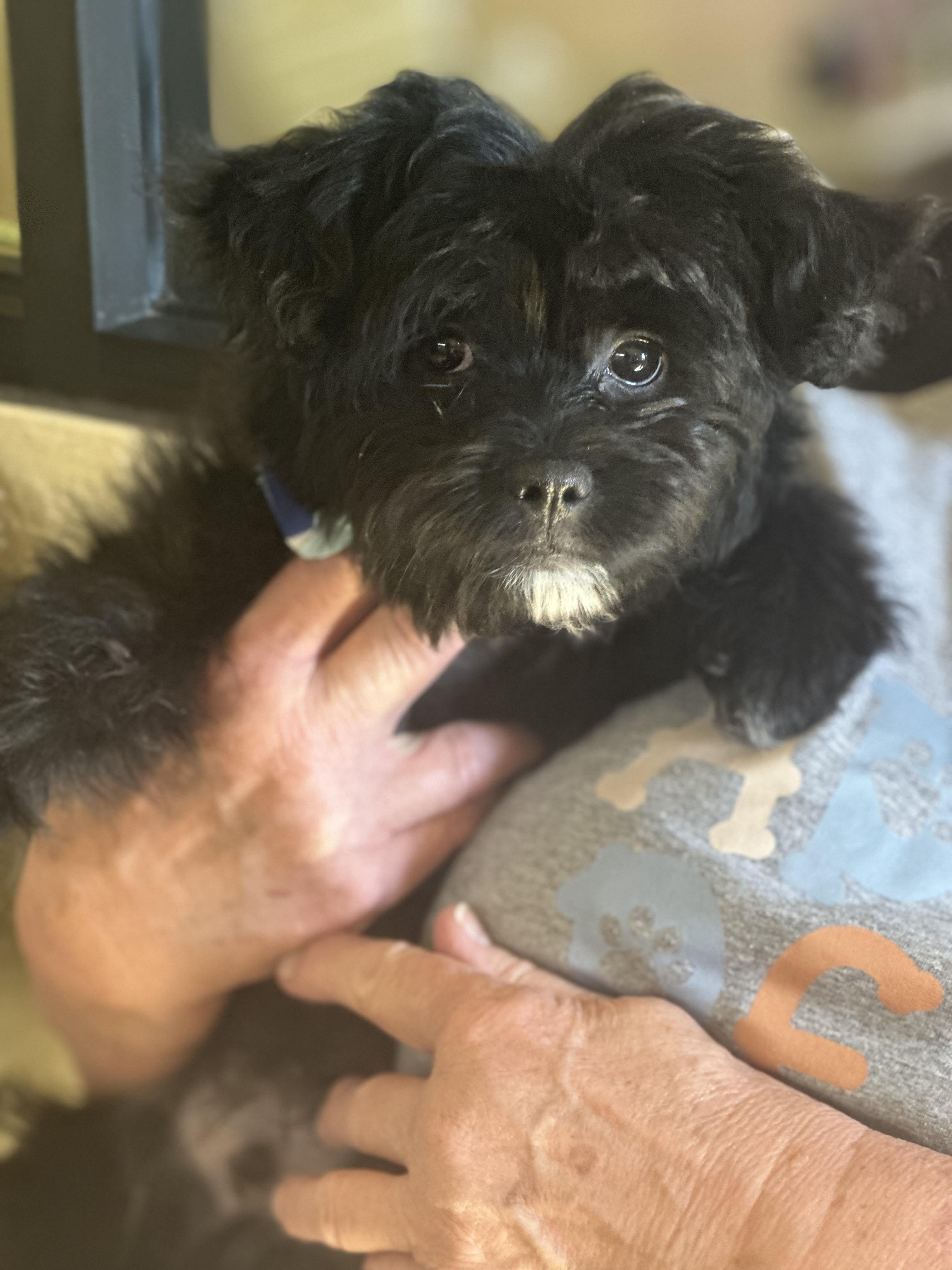 Stitch, a ADOPTABLE mixed breed in Fort Collins, CO image 2/3