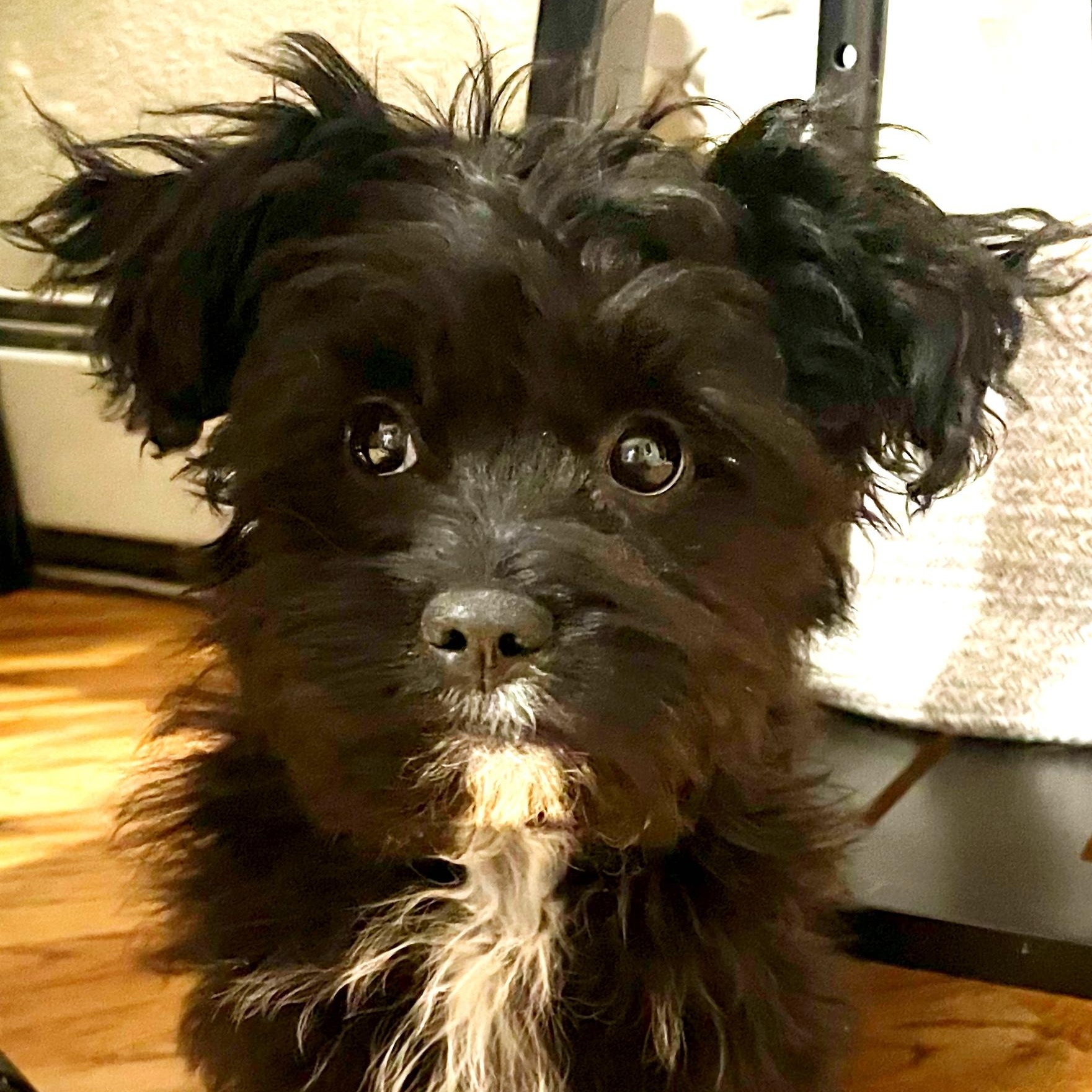 Stitch, ADOPTABLE, Puppy Male Yorkshire Terrier & Miniature Schnauzer.