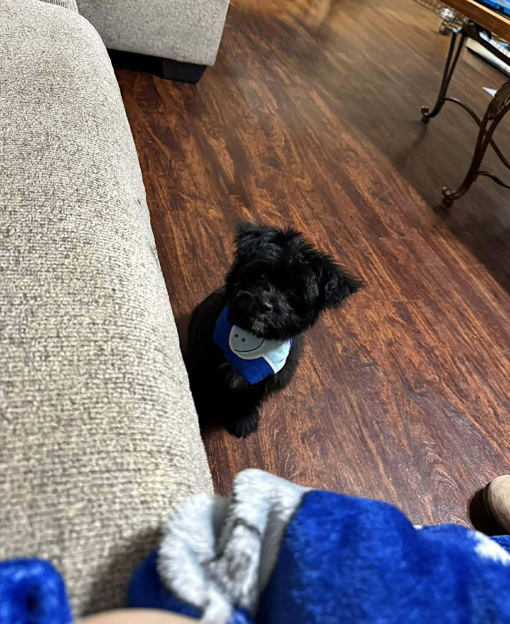 Stitch, a ADOPTABLE mixed breed in Fort Collins, CO image 3/3