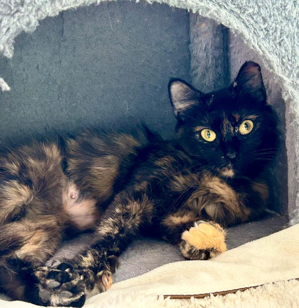 Laurel, a Adoptable mixed breed in Orlando, FL image 1/4