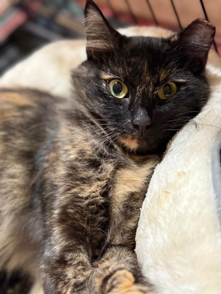 Laurel, a Adoptable mixed breed in Orlando, FL image 4/4