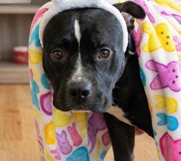 Winston, Adoptable, Adult Male Pit Bull Terrier & American Staffordshire Terrier.