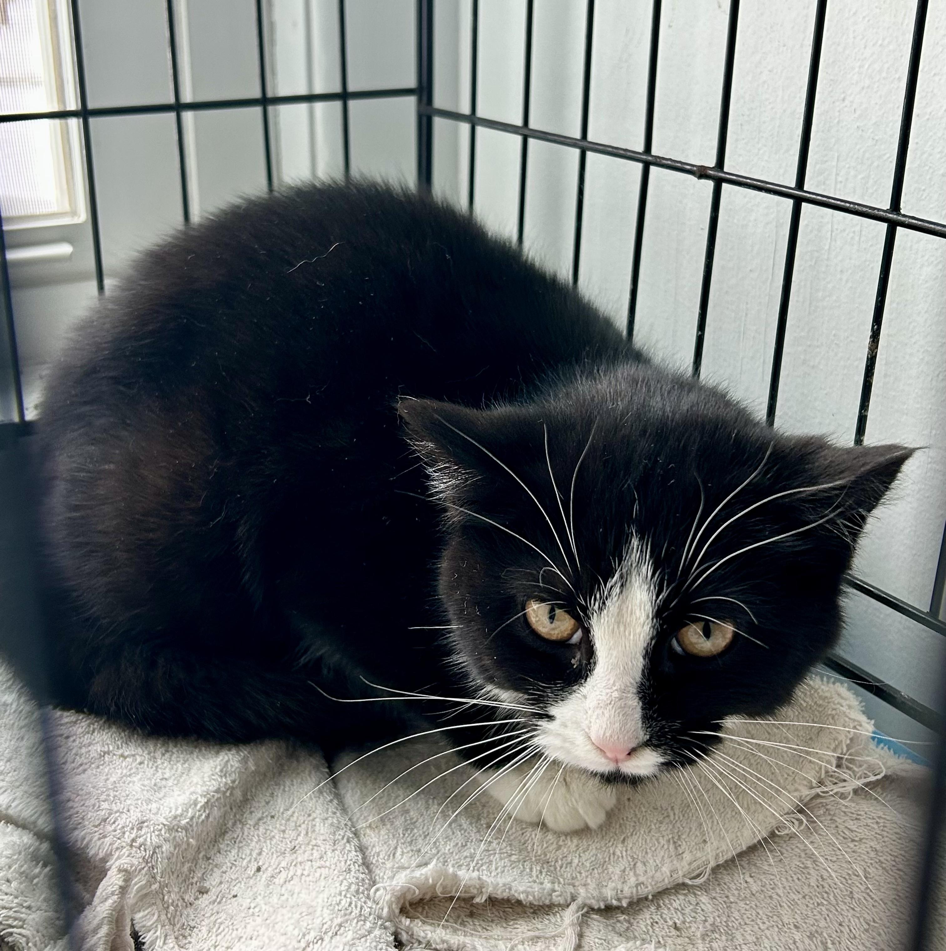 Enlarge Apizza, a ADOPTABLE Tuxedo in Bethel, CT image 4/6