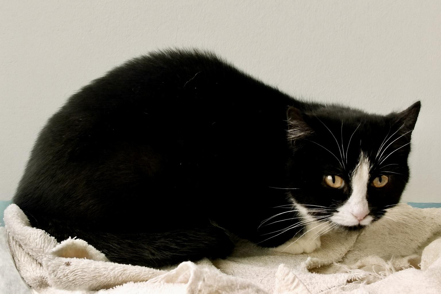Enlarge Apizza, a ADOPTABLE Tuxedo in Bethel, CT image 5/6