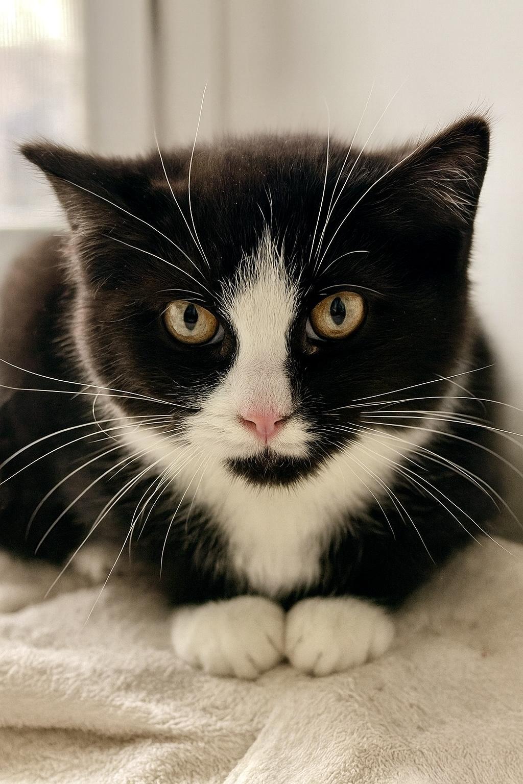 Apizza, ADOPTABLE, Kitten Female Tuxedo.