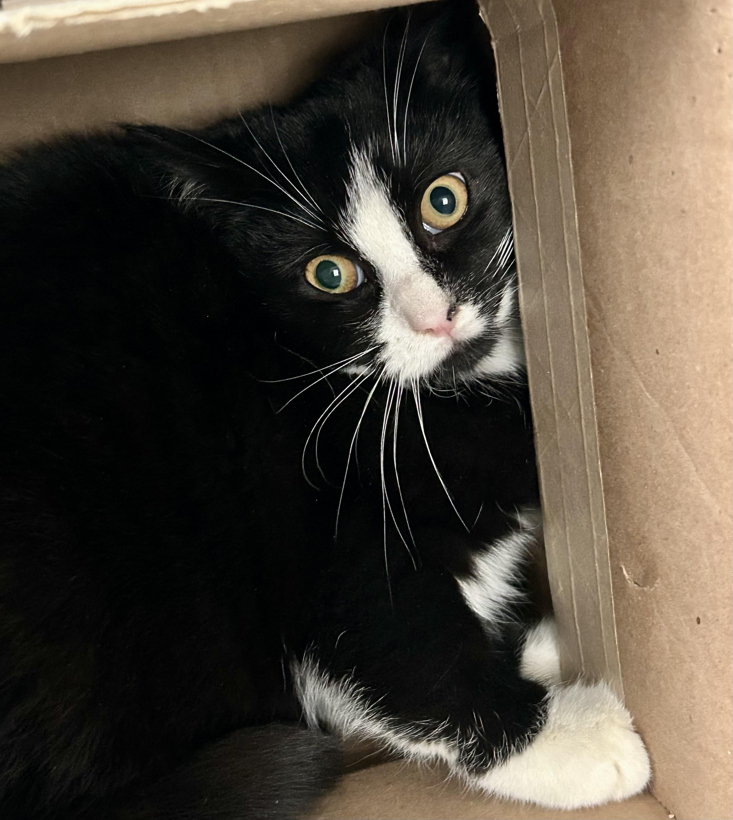 Enlarge Apizza, a ADOPTABLE Tuxedo in Bethel, CT image 6/6