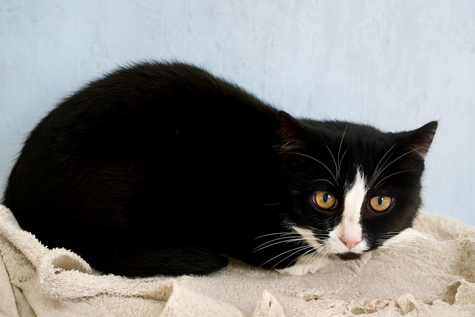 Enlarge Apizza, a ADOPTABLE Tuxedo in Bethel, CT image 2/6