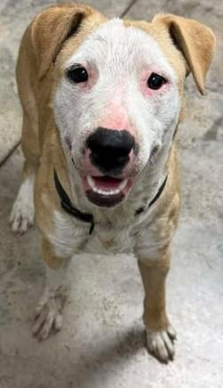 Brownie, Adoptable, Puppy Male Terrier & Mixed Breed.