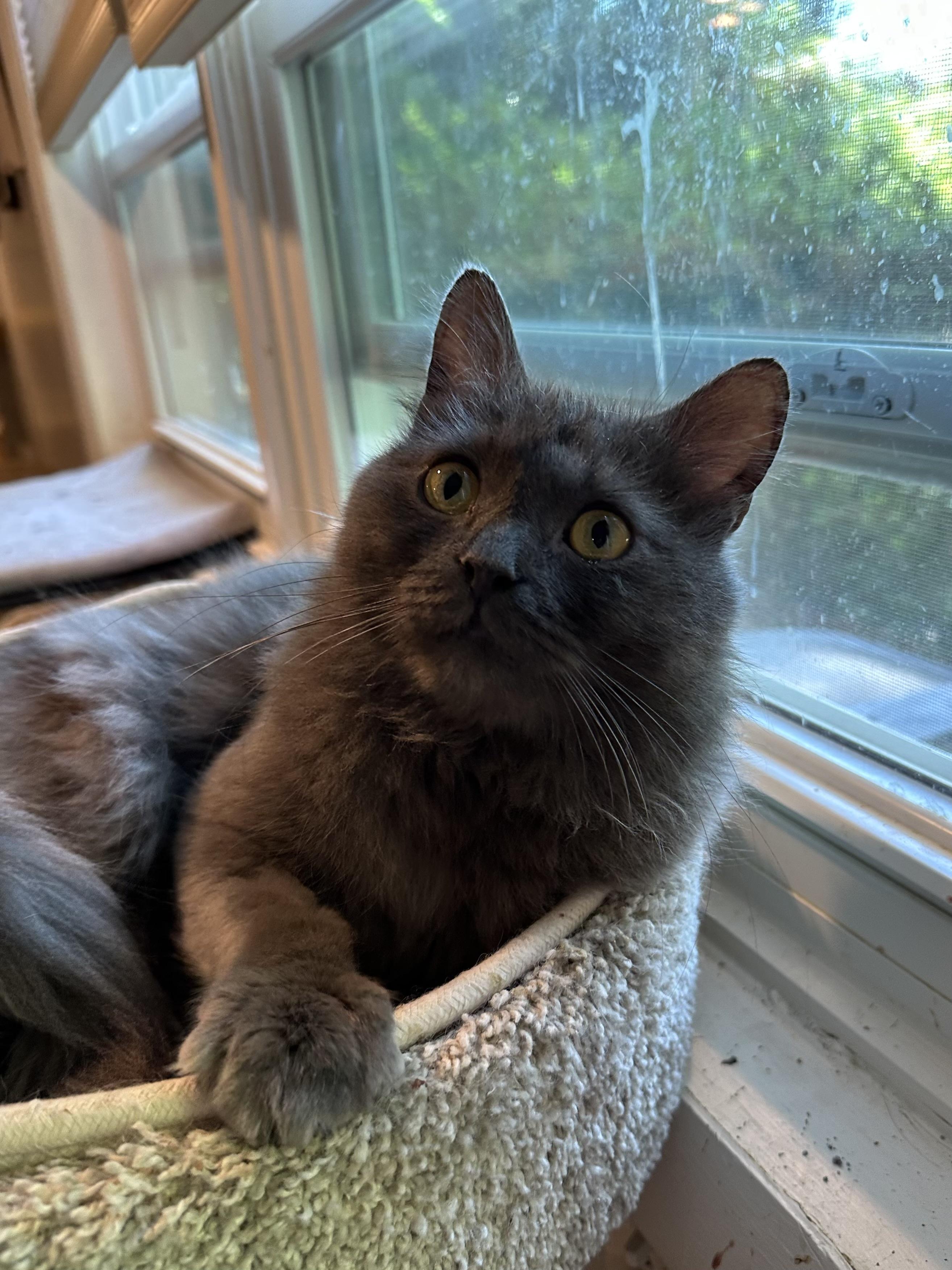 Shadow (Long Hair), ADOPTABLE, Young Male Domestic Long Hair.
