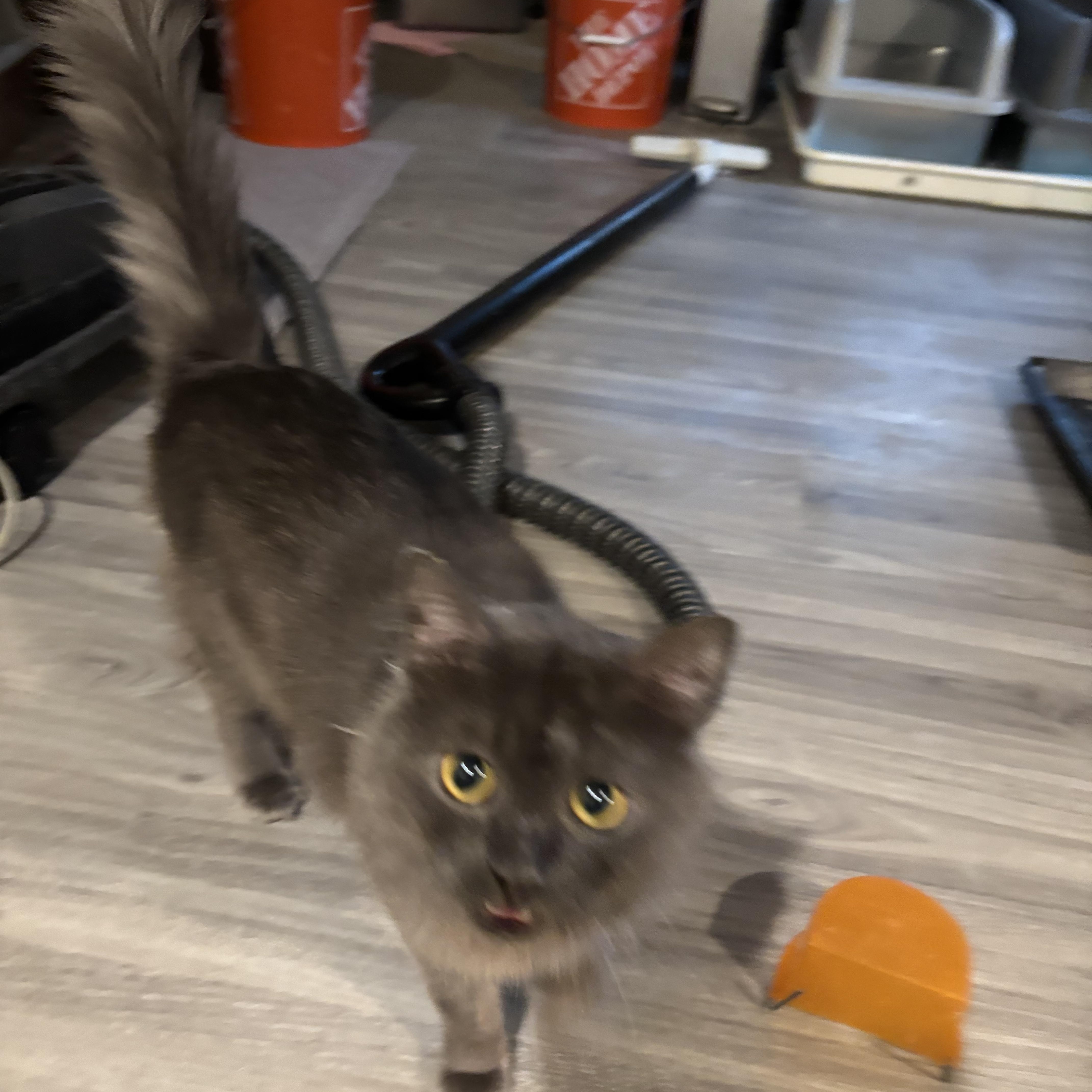 Shadow (Long Hair), a ADOPTABLE Domestic Long Hair in Fairfax, VA image 4/4