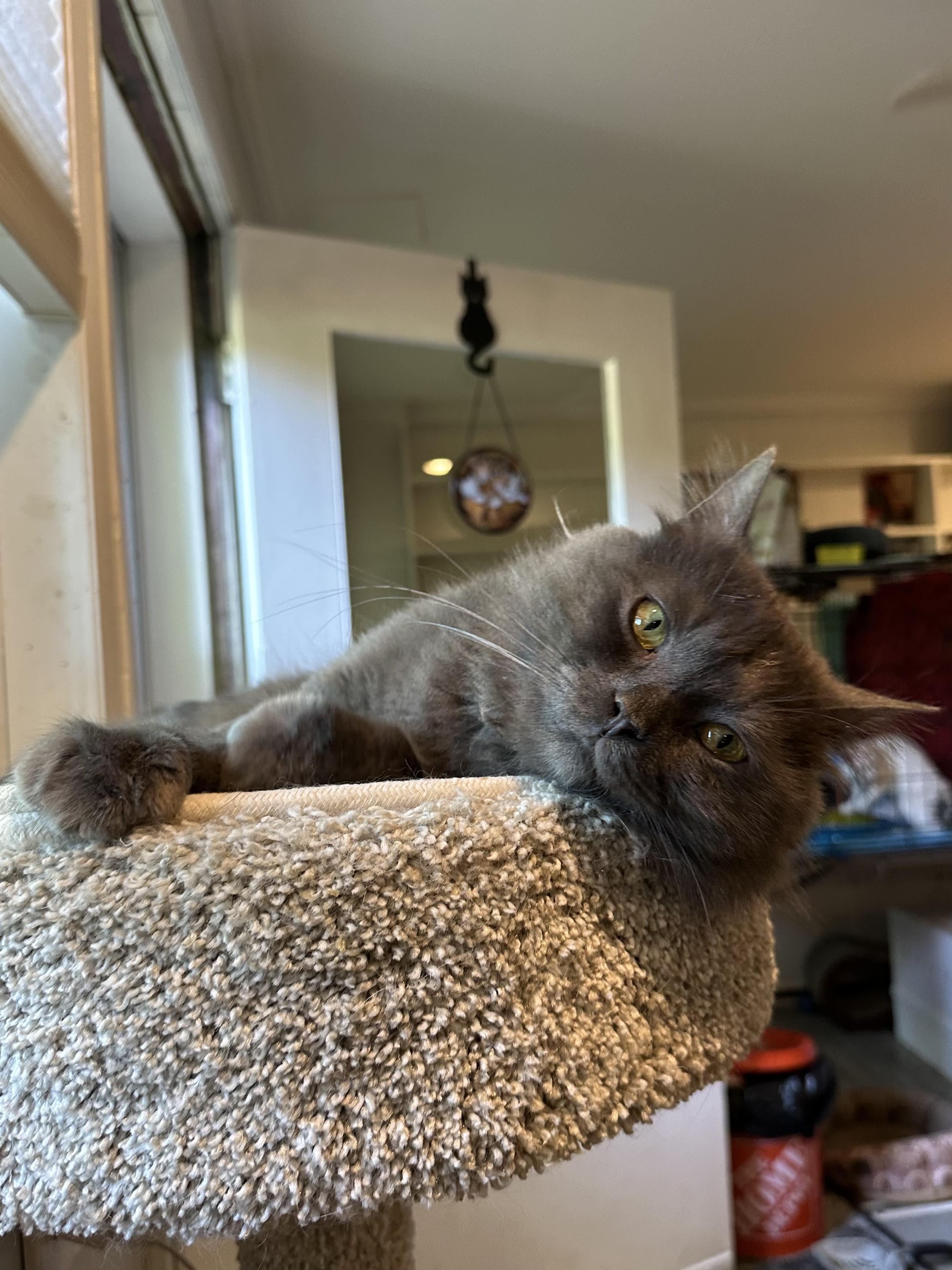 Shadow (Long Hair), a ADOPTABLE Domestic Long Hair in Fairfax, VA image 2/4