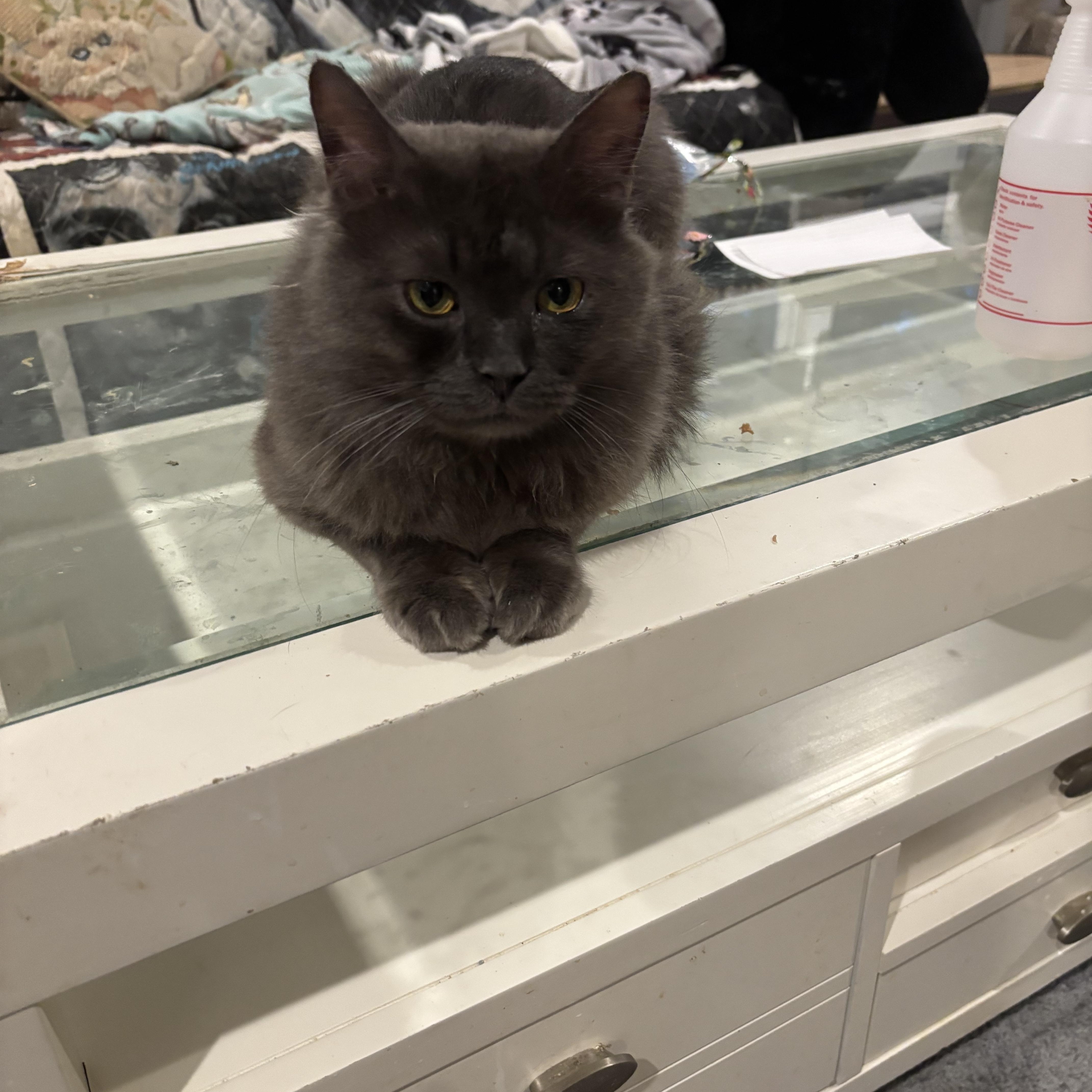 Shadow (Long Hair), a ADOPTABLE Domestic Long Hair in Fairfax, VA image 3/4