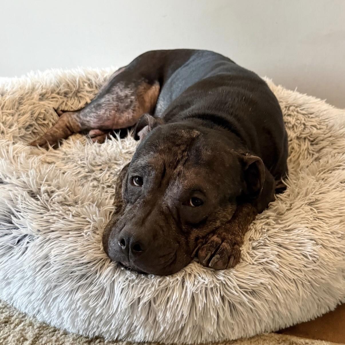 Dolly, Adoptable, Adult Female Pit Bull Terrier.