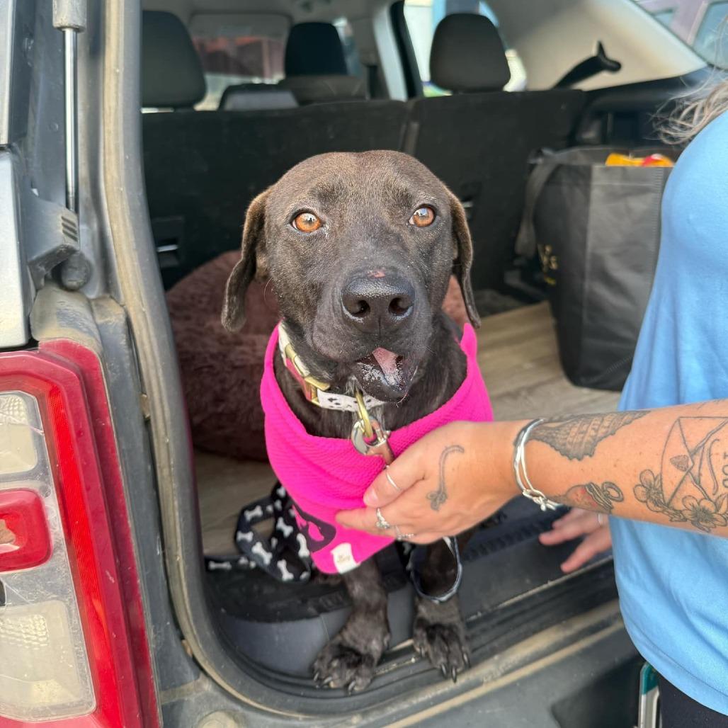 Hunter (H & H), a Adoptable Mixed Breed in Frederiksted, VI image 1/6