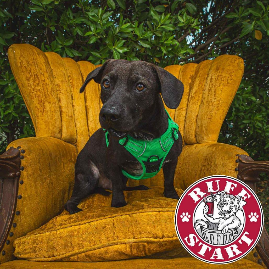 Hunter (H & H), a Adoptable Mixed Breed in Frederiksted, VI image 2/6