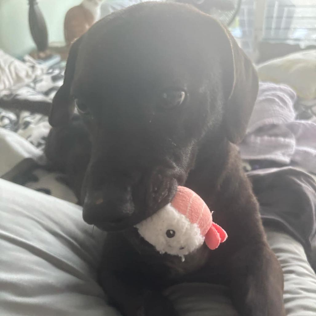 Hunter (H & H), a Adoptable Mixed Breed in Frederiksted, VI image 3/6