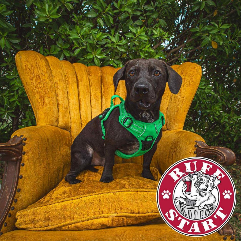 Hunter (H & H), a Adoptable Mixed Breed in Frederiksted, VI image 4/6