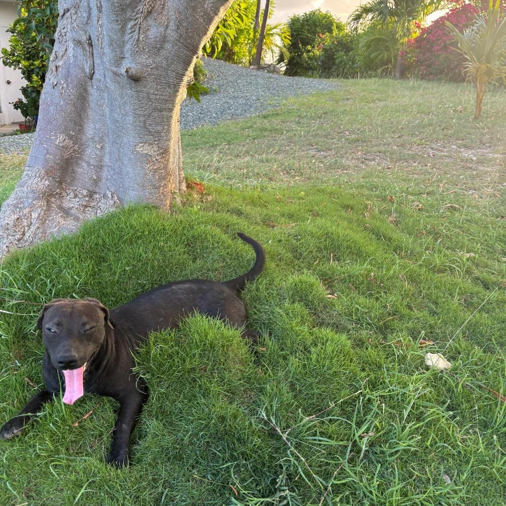 Hunter (H & H), a Adoptable Mixed Breed in Frederiksted, VI image 5/6