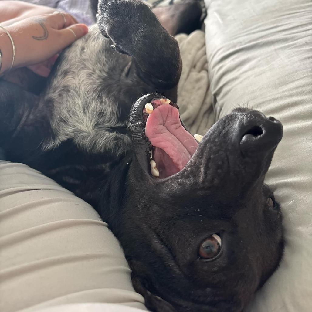 Hunter (H & H), a Adoptable Mixed Breed in Frederiksted, VI image 6/6