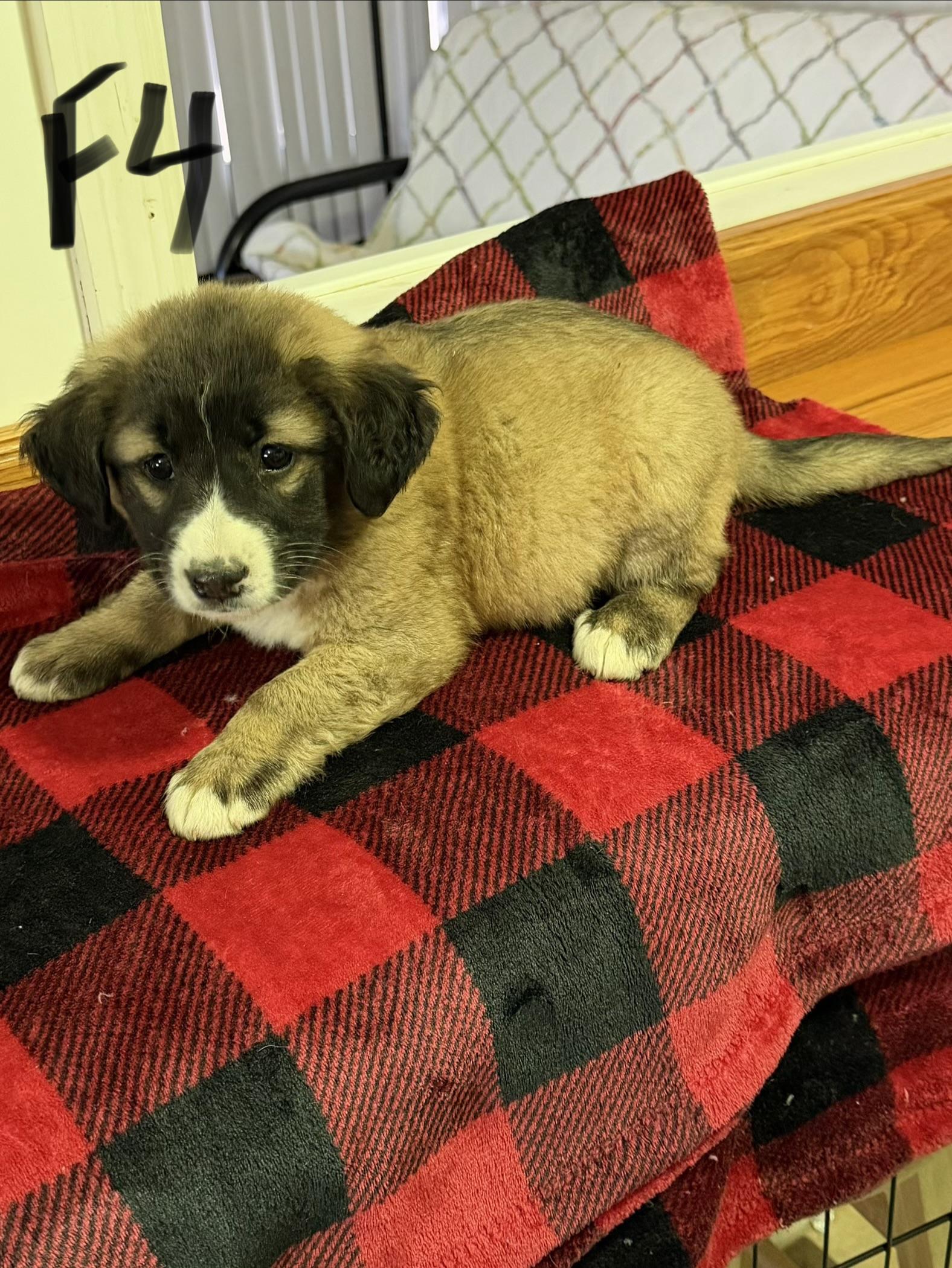 Enlarge Kam, a Adoptable mixed breed in Hamilton , NJ image 1/1