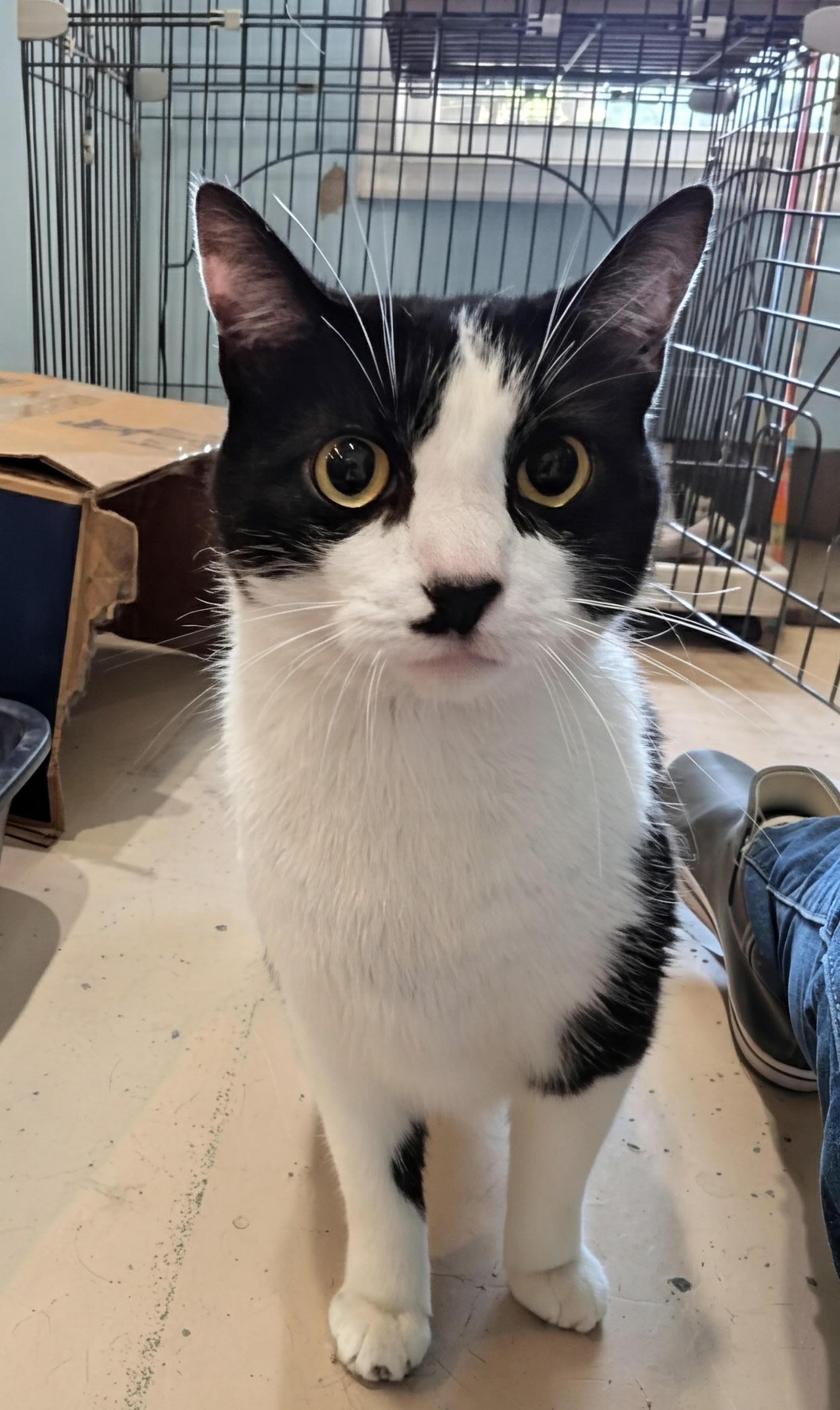 Enlarge Ashes, an adopted Domestic Short Hair in Heathsville, VA image 1/1