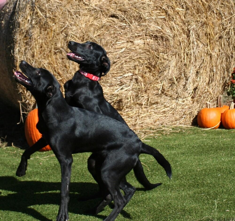 Enlarge Jill, a Adoptable mixed breed in Gillsville, GA image 2/6