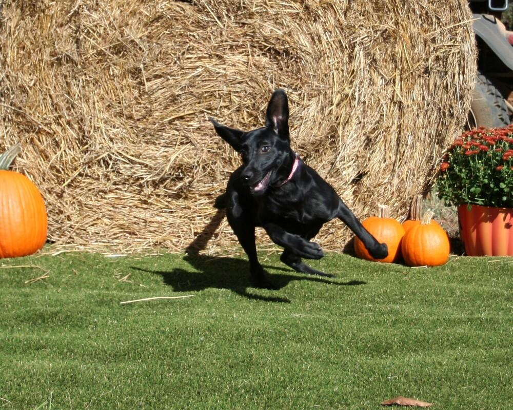 Enlarge Jill, a Adoptable mixed breed in Gillsville, GA image 3/6