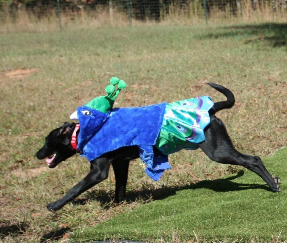 Enlarge Jill, a Adoptable mixed breed in Gillsville, GA image 4/6