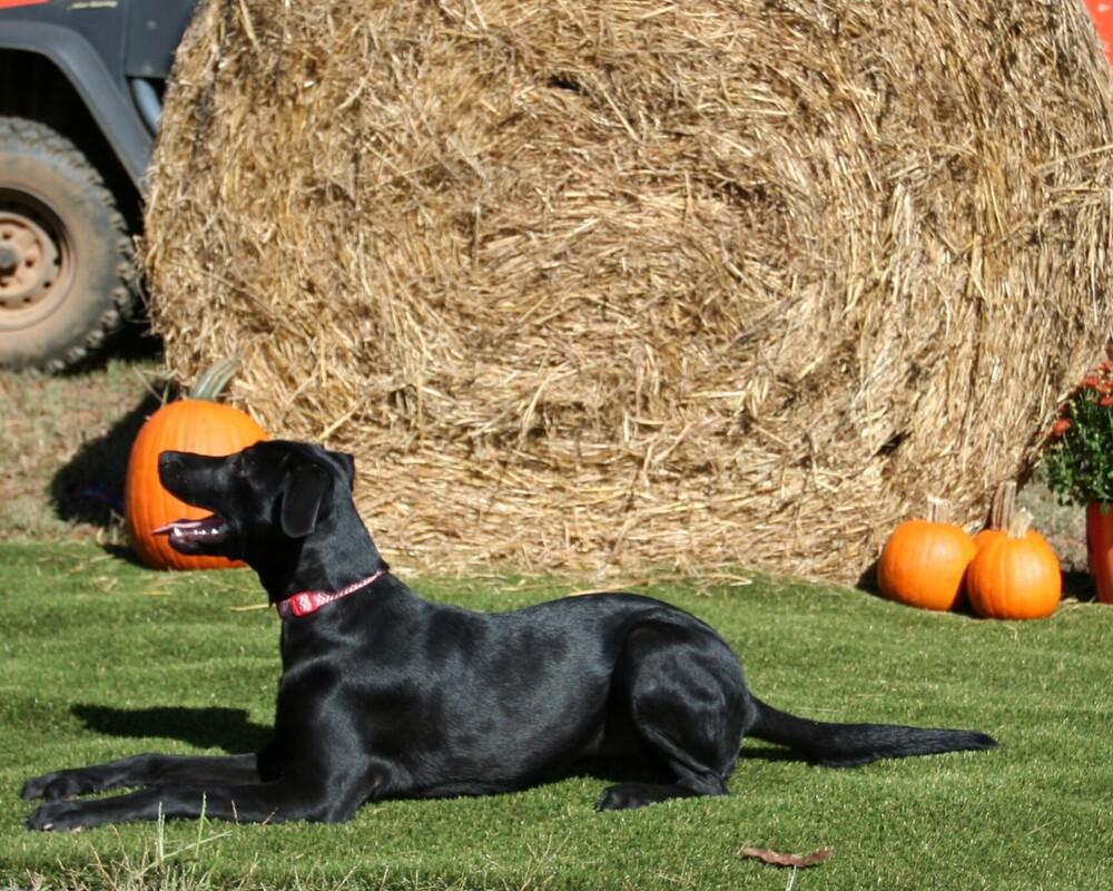 Enlarge Jill, a Adoptable mixed breed in Gillsville, GA image 5/6